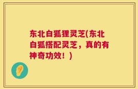 东北白狐狸灵芝(东北白狐搭配灵芝，真的有神奇功效！)