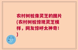 农村树桩像灵芝的图片(农村树桩惊现灵芝模样，网友惊呼太神奇！)