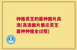 种植灵芝的菌种图片高清(高清图片展示灵芝菌种种植全过程)