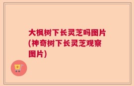 大枫树下长灵芝吗图片(神奇树下长灵芝观察图片)