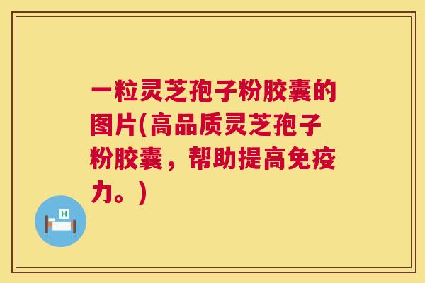 一粒灵芝孢子粉胶囊的图片(高品质灵芝孢子粉胶囊,帮助提高免疫力。) 一粒灵芝孢子粉胶囊的图片(高品质灵芝孢子粉胶囊,帮助提高免疫力。)