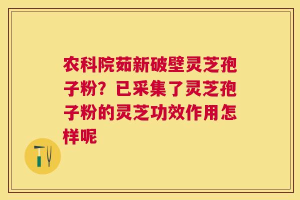 农科院茹新破壁灵芝孢子粉？已采集了灵芝孢子粉的灵芝功效作用怎样呢