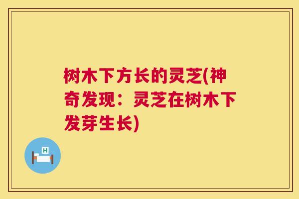 树木下方长的灵芝(神奇发现:灵芝在树木下发芽生长) 树木下方长的灵芝(神奇发现:灵芝在树木下发芽生长)