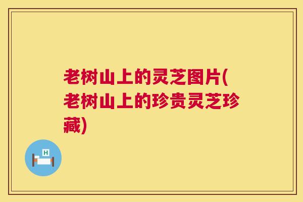 老树山上的灵芝图片(老树山上的珍贵灵芝珍藏) 老树山上的灵芝图片(老树山上的珍贵灵芝珍藏)