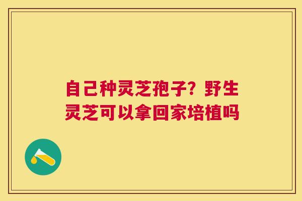 自己种灵芝孢子?野生灵芝可以拿回家培植吗 自己种灵芝孢子?野生灵芝可以拿回家培植吗