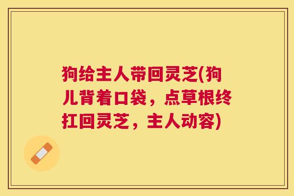 狗给主人带回灵芝(狗儿背着口袋,点草根终扛回灵芝,主人动容) 狗给主人带回灵芝(狗儿背着口袋,点草根终扛回灵芝,主人动容)