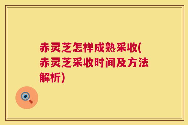 赤灵芝怎样成熟采收(赤灵芝采收时间及方法解析)