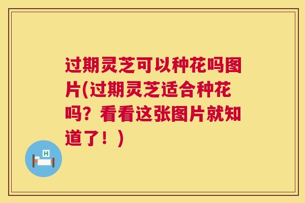 过期灵芝可以种花吗图片(过期灵芝适合种花吗?看看这张图片就知道了!) 过期灵芝可以种花吗图片(过期灵芝适合种花吗?看看这张图片就知道了!)