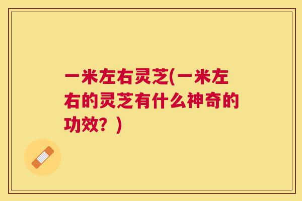 一米左右灵芝(一米左右的灵芝有什么神奇的功效?) 一米左右灵芝(一米左右的灵芝有什么神奇的功效?)