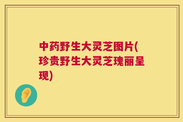野生大灵芝图片(珍贵野生大灵芝瑰丽呈现) 野生大灵芝图片(珍贵野生大灵芝瑰丽呈现)
