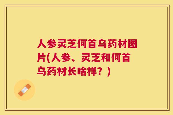 人参灵芝何首乌药材图片(人参、灵芝和何首乌药材长啥样？)