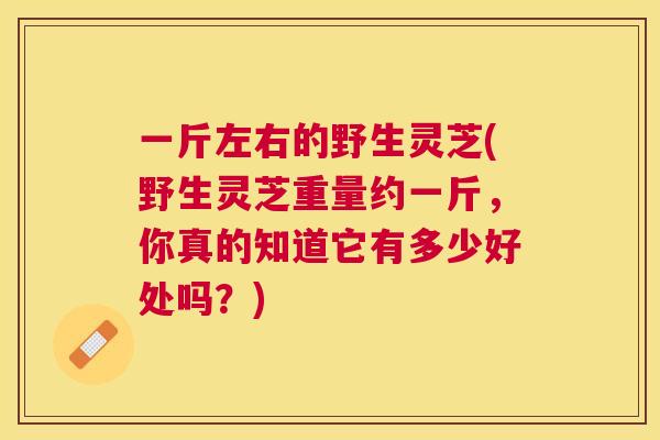 一斤左右的野生灵芝(野生灵芝重量约一斤,你真的知道它有多少好处吗?) 一斤左右的野生灵芝(野生灵芝重量约一斤,你真的知道它有多少好处吗?)