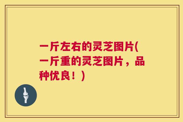 一斤左右的灵芝图片(一斤重的灵芝图片,品种优良!) 一斤左右的灵芝图片(一斤重的灵芝图片,品种优良!)