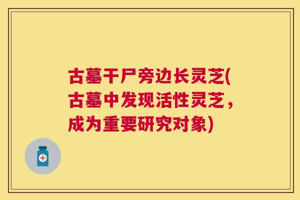 古墓干尸旁边长灵芝(古墓中发现活性灵芝,成为重要研究对象) 古墓干尸旁边长灵芝(古墓中发现活性灵芝,成为重要研究对象)