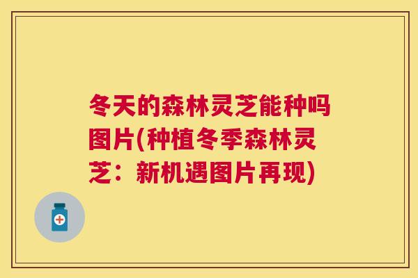 冬天的森林灵芝能种吗图片(种植冬季森林灵芝:新机遇图片再现) 冬天的森林灵芝能种吗图片(种植冬季森林灵芝:新机遇图片再现)