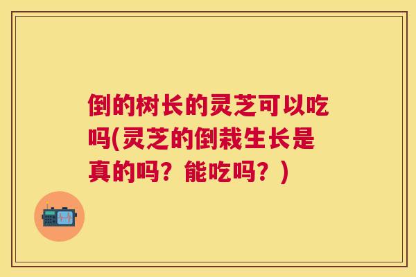 倒的树长的灵芝可以吃吗(灵芝的倒栽生长是真的吗?能吃吗?) 倒的树长的灵芝可以吃吗(灵芝的倒栽生长是真的吗?能吃吗?)