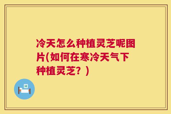 冷天怎么种植灵芝呢图片(如何在寒冷天气下种植灵芝?) 冷天怎么种植灵芝呢图片(如何在寒冷天气下种植灵芝?)