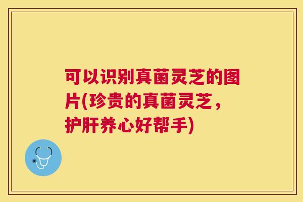 可以识别真菌灵芝的图片(珍贵的真菌灵芝,养心好帮手) 可以识别真菌灵芝的图片(珍贵的真菌灵芝,养心好帮手)