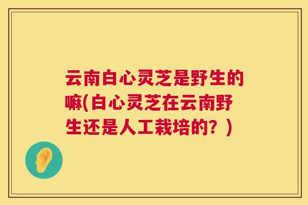 云南白心灵芝是野生的嘛(白心灵芝在云南野生还是人工栽培的?) 云南白心灵芝是野生的嘛(白心灵芝在云南野生还是人工栽培的?)