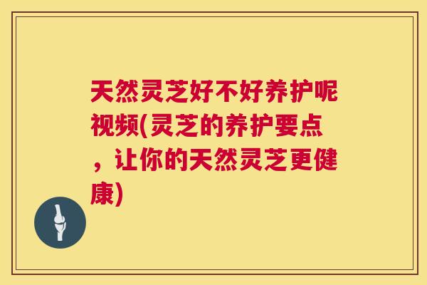 天然灵芝好不好养护呢视频(灵芝的养护要点,让你的天然灵芝更健康) 天然灵芝好不好养护呢视频(灵芝的养护要点,让你的天然灵芝更健康)