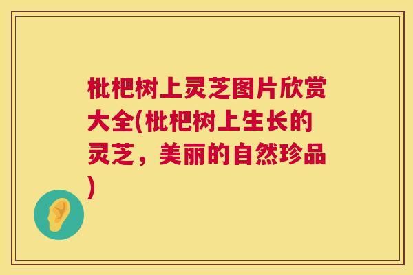 枇杷树上灵芝图片欣赏大全(枇杷树上生长的灵芝,美丽的自然珍品) 枇杷树上灵芝图片欣赏大全(枇杷树上生长的灵芝,美丽的自然珍品)