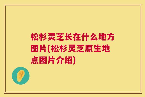 松杉灵芝长在什么地方图片(松杉灵芝原生地点图片介绍)