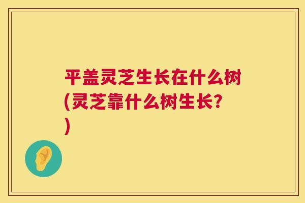 平盖灵芝生长在什么树(灵芝靠什么树生长?) 平盖灵芝生长在什么树(灵芝靠什么树生长?)