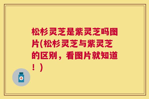 松杉灵芝是紫灵芝吗图片(松杉灵芝与紫灵芝的区别,看图片就知道!) 松杉灵芝是紫灵芝吗图片(松杉灵芝与紫灵芝的区别,看图片就知道!)