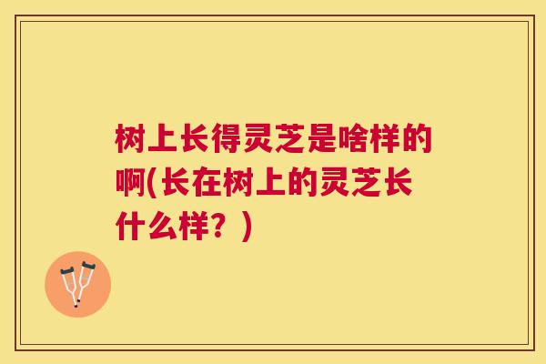 树上长得灵芝是啥样的啊(长在树上的灵芝长什么样?) 树上长得灵芝是啥样的啊(长在树上的灵芝长什么样?)