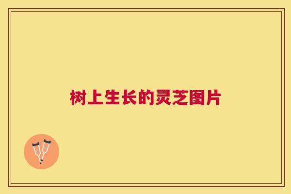 树上生长的灵芝图片 树上生长的灵芝图片