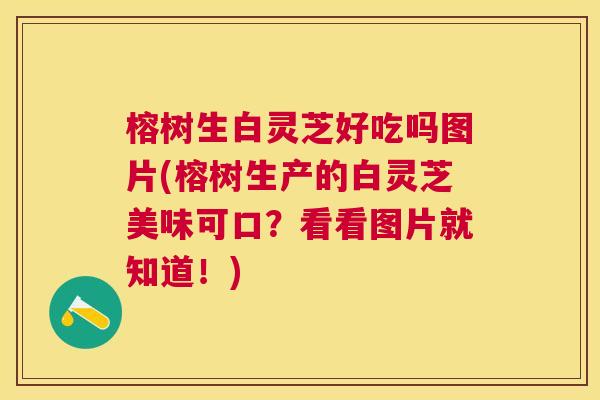 榕树生白灵芝好吃吗图片(榕树生产的白灵芝美味可口?看看图片就知道!) 榕树生白灵芝好吃吗图片(榕树生产的白灵芝美味可口?看看图片就知道!)