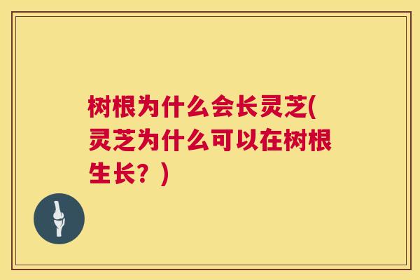树根为什么会长灵芝(灵芝为什么可以在树根生长?) 树根为什么会长灵芝(灵芝为什么可以在树根生长?)