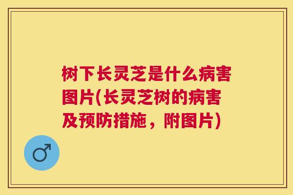 树下长灵芝是什么害图片(长灵芝树的害及措施,附图片) 树下长灵芝是什么害图片(长灵芝树的害及措施,附图片)