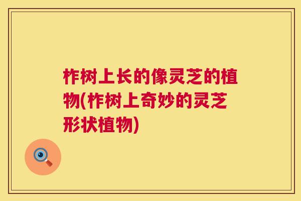柞树上长的像灵芝的植物(柞树上奇妙的灵芝形状植物) 柞树上长的像灵芝的植物(柞树上奇妙的灵芝形状植物)