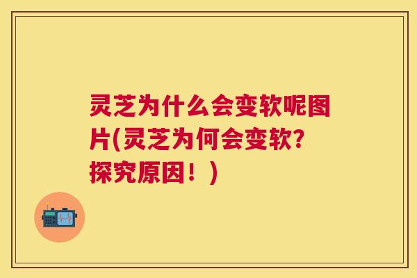 灵芝为什么会变软呢图片(灵芝为何会变软?探究原因!) 灵芝为什么会变软呢图片(灵芝为何会变软?探究原因!)