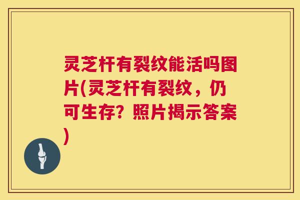 灵芝杆有裂纹能活吗图片(灵芝杆有裂纹,仍可生存?照片揭示答案) 灵芝杆有裂纹能活吗图片(灵芝杆有裂纹,仍可生存?照片揭示答案)