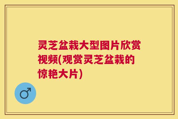 灵芝盆栽大型图片欣赏视频(观赏灵芝盆栽的惊艳大片) 灵芝盆栽大型图片欣赏视频(观赏灵芝盆栽的惊艳大片)