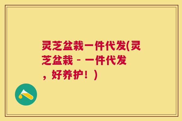 灵芝盆栽一件代发(灵芝盆栽 - 一件代发,好养护!) 灵芝盆栽一件代发(灵芝盆栽 - 一件代发,好养护!)