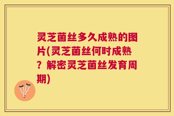 灵芝菌丝多久成熟的图片(灵芝菌丝何时成熟?解密灵芝菌丝发育周期) 灵芝菌丝多久成熟的图片(灵芝菌丝何时成熟?解密灵芝菌丝发育周期)