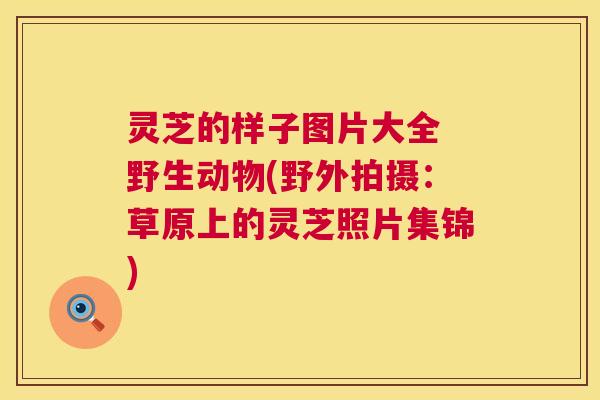 灵芝的样子图片大全 野生动物(野外拍摄:草原上的灵芝照片集锦) 灵芝的样子图片大全 野生动物(野外拍摄:草原上的灵芝照片集锦)