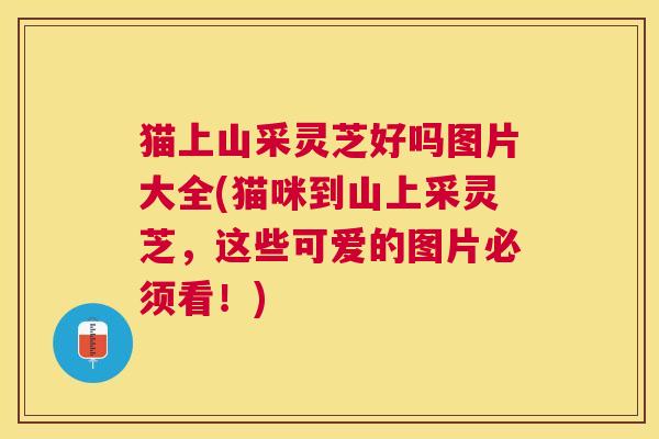 猫上山采灵芝好吗图片大全(猫咪到山上采灵芝,这些可爱的图片必须看!) 猫上山采灵芝好吗图片大全(猫咪到山上采灵芝,这些可爱的图片必须看!)