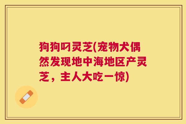 狗狗叼灵芝(宠物犬偶然发现地中海地区产灵芝,主人大吃一惊) 狗狗叼灵芝(宠物犬偶然发现地中海地区产灵芝,主人大吃一惊)