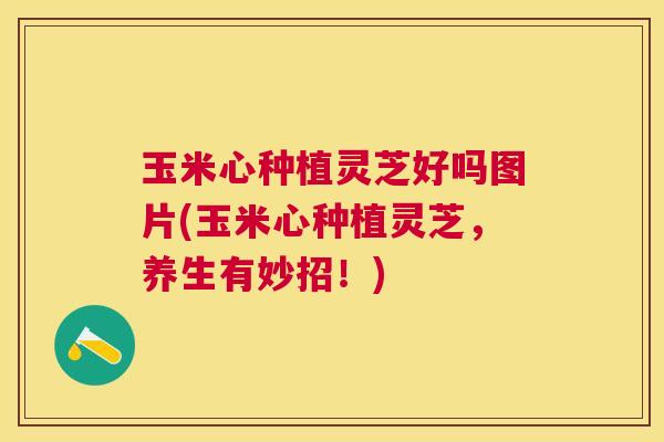 玉米心种植灵芝好吗图片(玉米心种植灵芝,养生有妙招!) 玉米心种植灵芝好吗图片(玉米心种植灵芝,养生有妙招!)