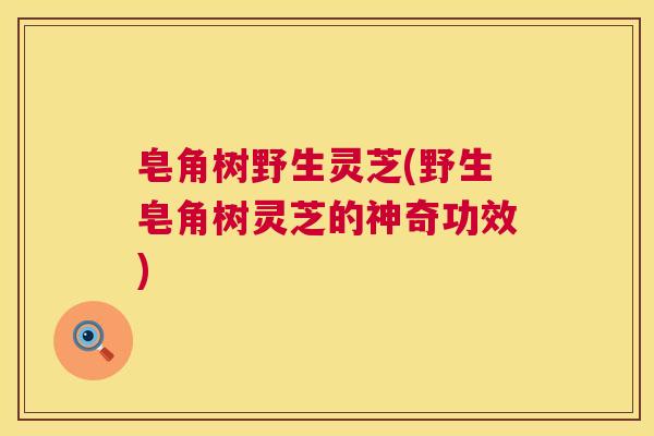 皂角树野生灵芝(野生皂角树灵芝的神奇功效) 皂角树野生灵芝(野生皂角树灵芝的神奇功效)