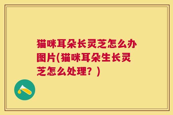 猫咪耳朵长灵芝怎么办图片(猫咪耳朵生长灵芝怎么处理?) 猫咪耳朵长灵芝怎么办图片(猫咪耳朵生长灵芝怎么处理?)