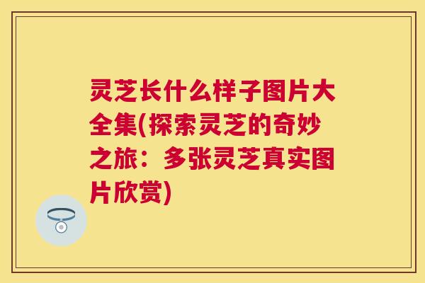 灵芝长什么样子图片大全集(探索灵芝的奇妙之旅:多张灵芝真实图片欣赏) 灵芝长什么样子图片大全集(探索灵芝的奇妙之旅:多张灵芝真实图片欣赏)