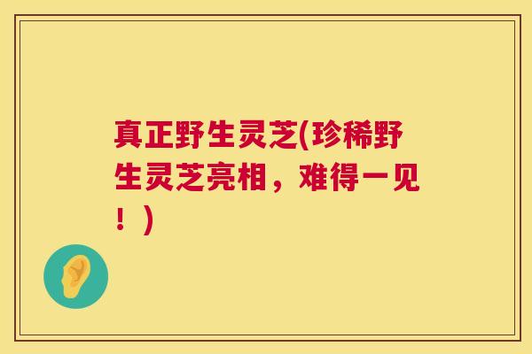 真正野生灵芝(珍稀野生灵芝亮相，难得一见！)