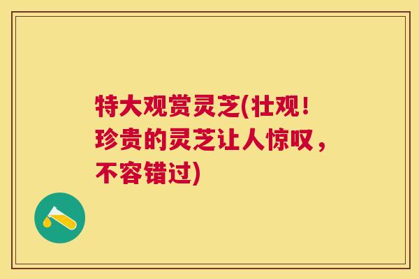特大观赏灵芝(壮观!珍贵的灵芝让人惊叹,不容错过) 特大观赏灵芝(壮观!珍贵的灵芝让人惊叹,不容错过)