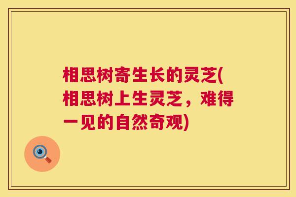 相思树寄生长的灵芝(相思树上生灵芝,难得一见的自然奇观) 相思树寄生长的灵芝(相思树上生灵芝,难得一见的自然奇观)