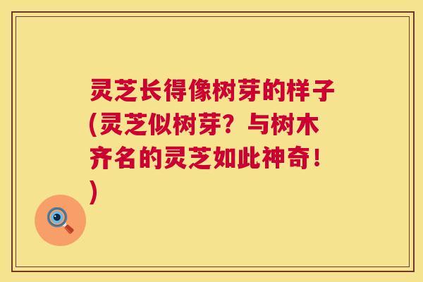 灵芝长得像树芽的样子(灵芝似树芽?与树木齐名的灵芝如此神奇!) 灵芝长得像树芽的样子(灵芝似树芽?与树木齐名的灵芝如此神奇!)